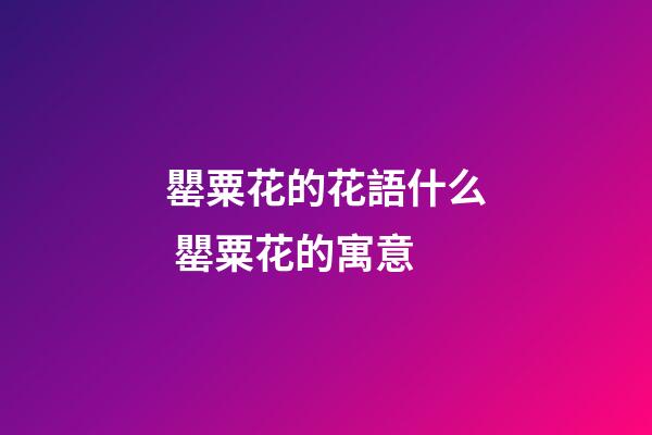 罌粟花的花語什么 罌粟花的寓意
